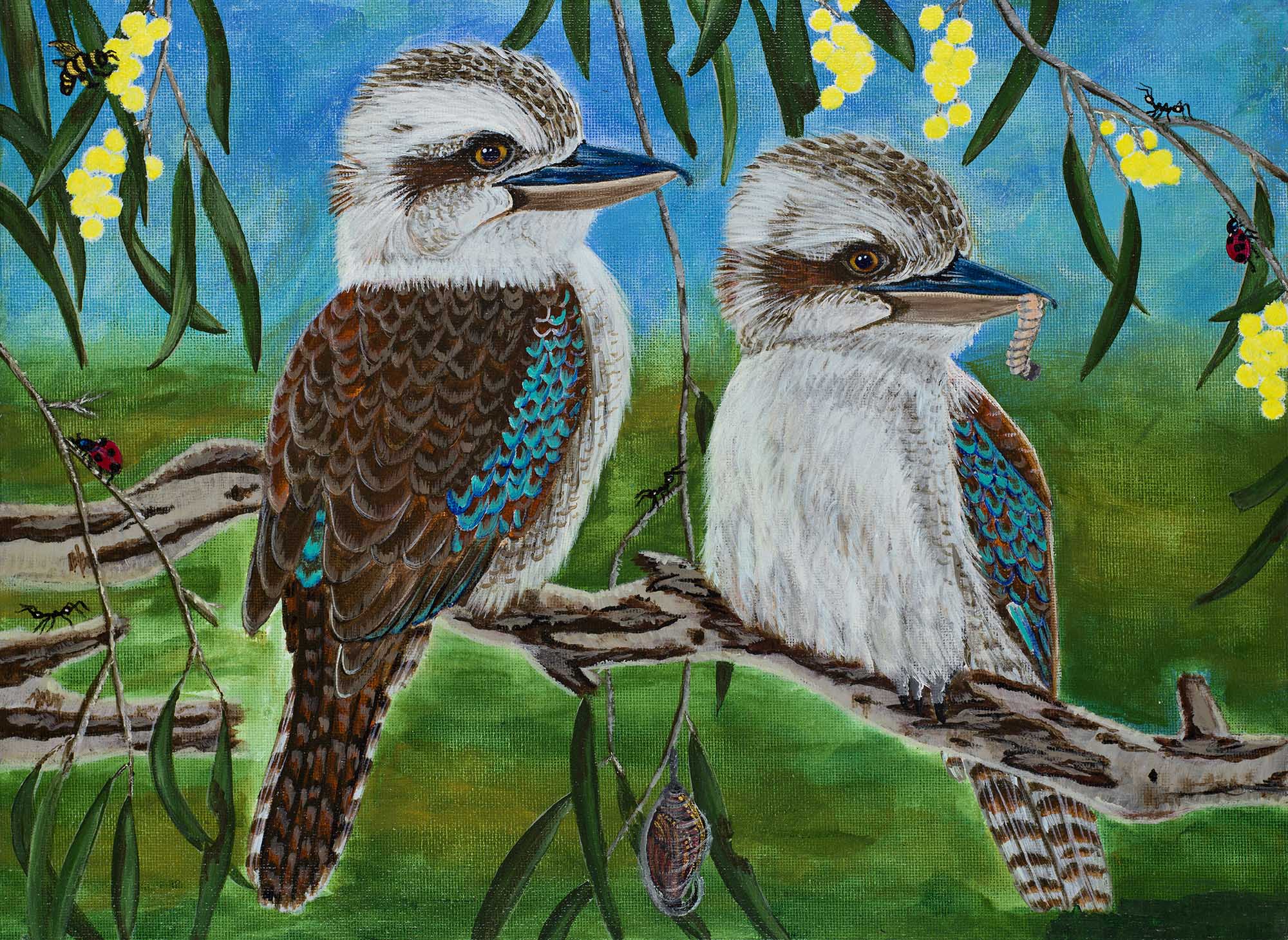 62. Kookaburra Staring Original