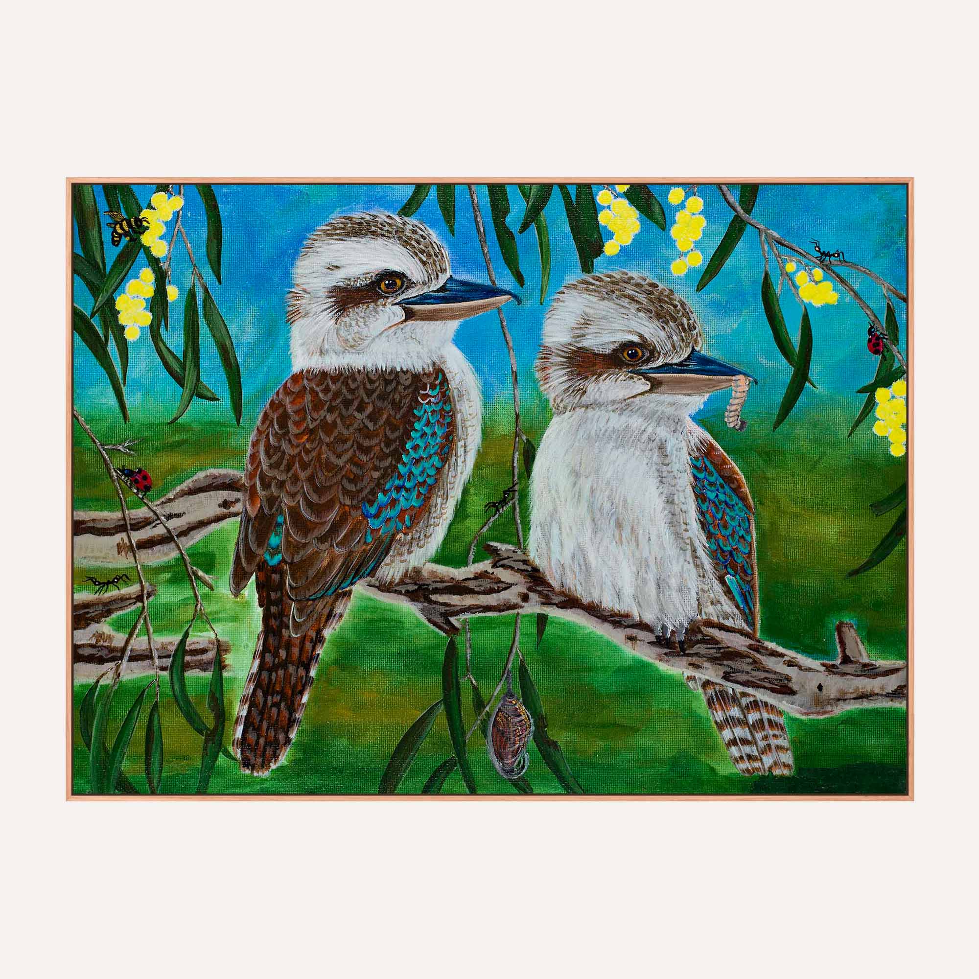 62. Kookaburra Staring